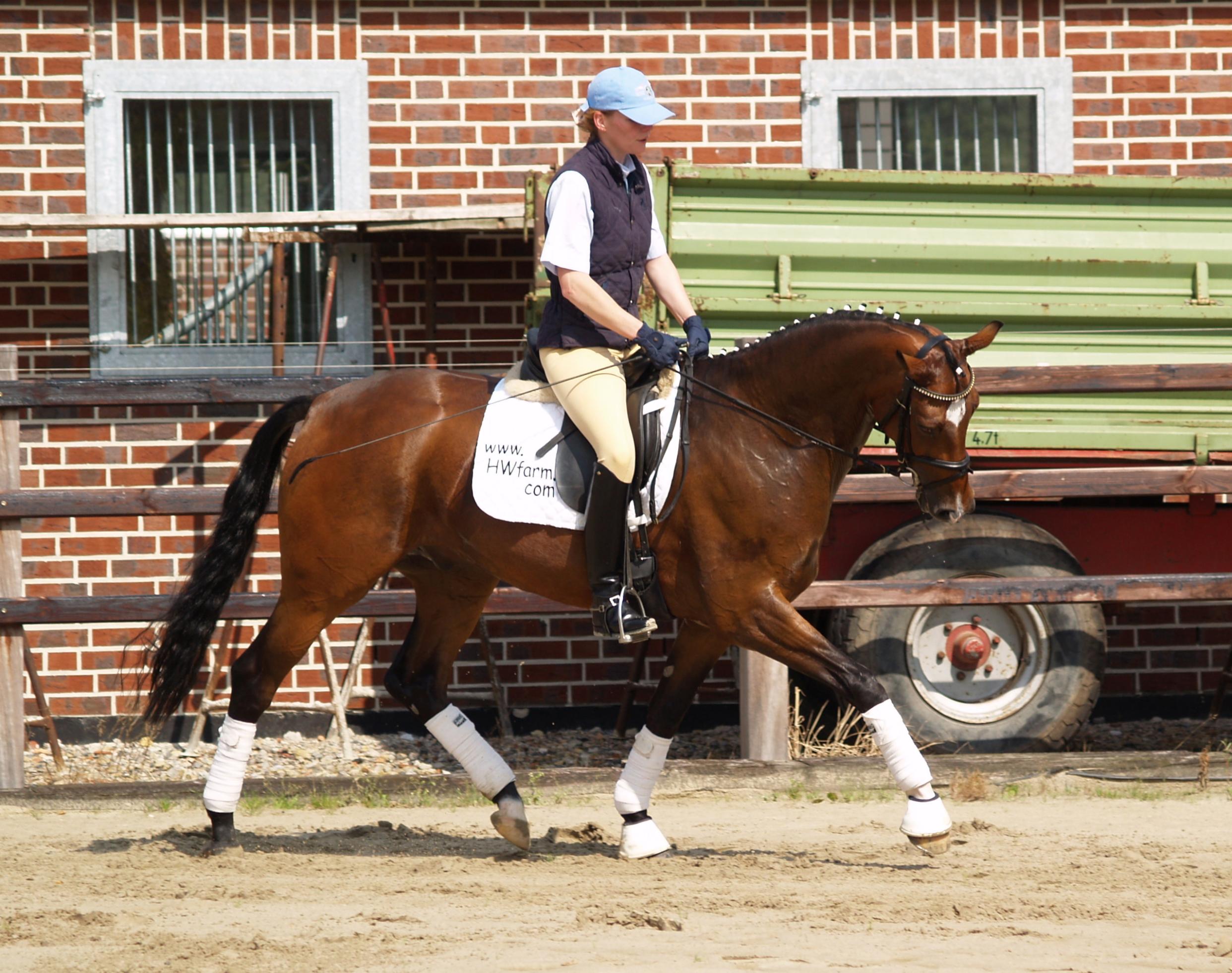 HW Farm SOLD Horse Lightning Jack HW